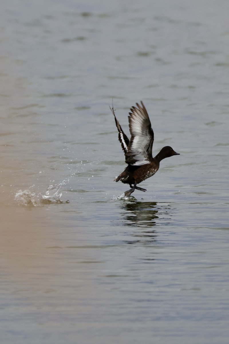Common Pochard - ML643173132