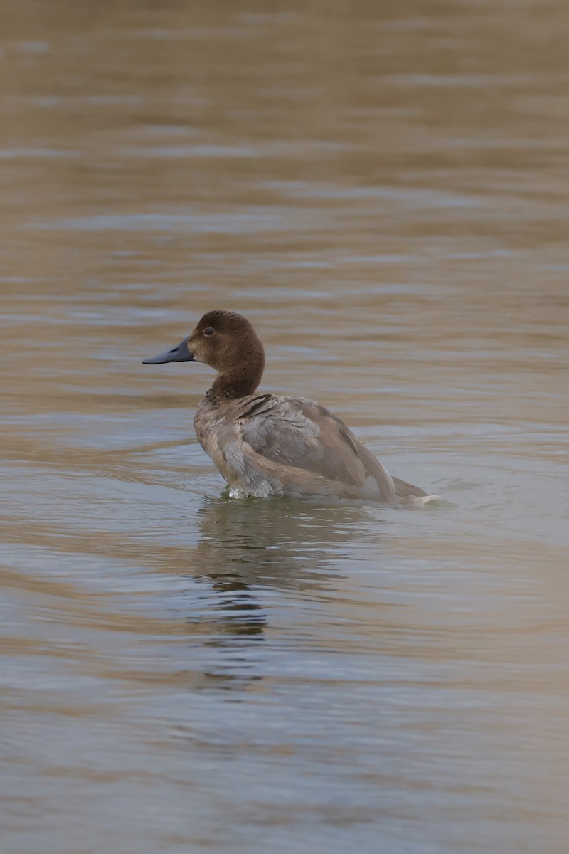 Common Pochard - ML643173133