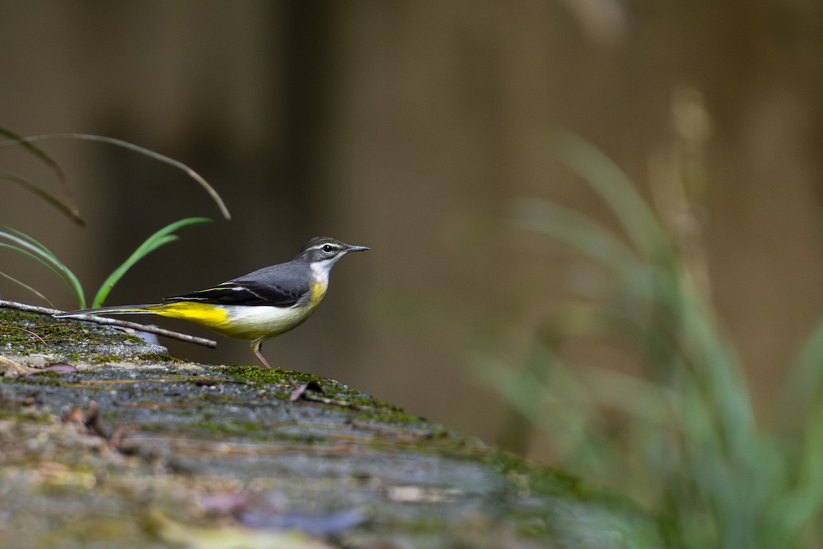 Gray Wagtail - ML643173134