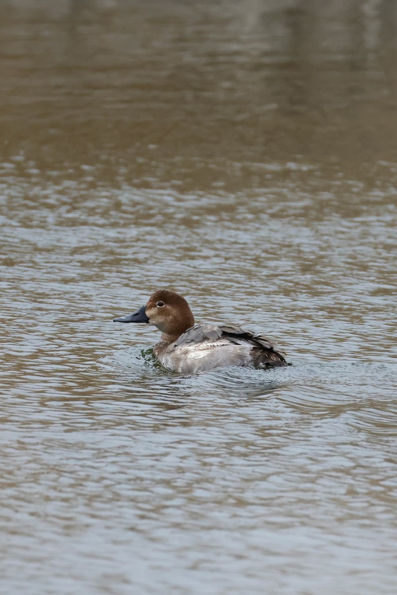 Common Pochard - ML643173136