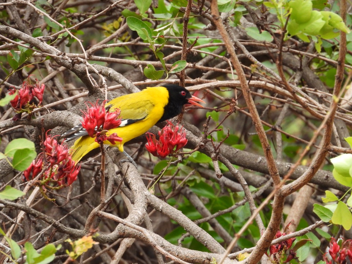 African Black-headed Oriole - ML643173138