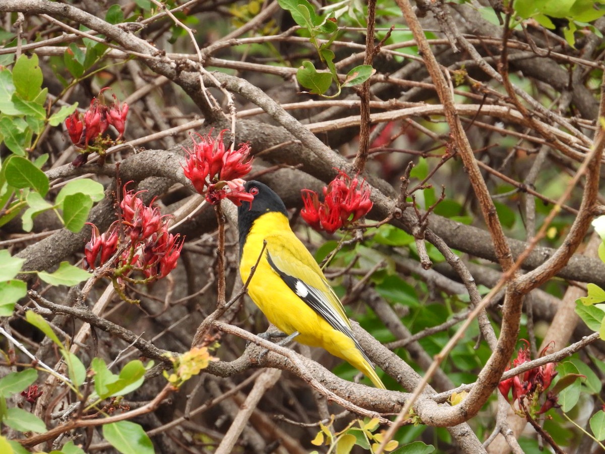 African Black-headed Oriole - ML643173139