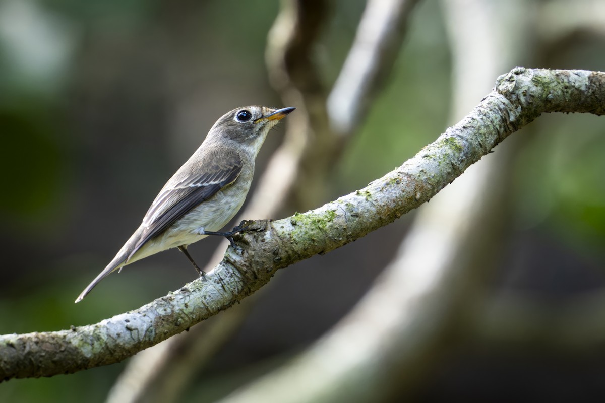 Asian Brown Flycatcher - ML643173140