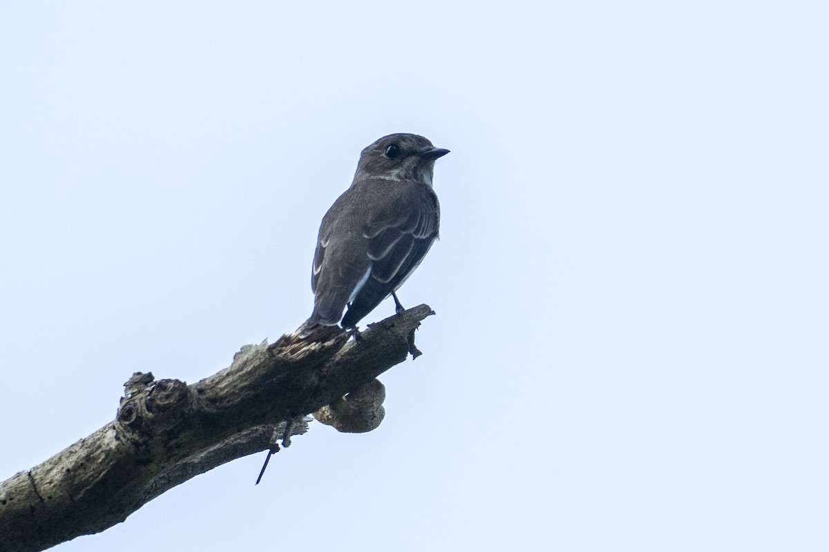 Gray-streaked Flycatcher - ML643173145