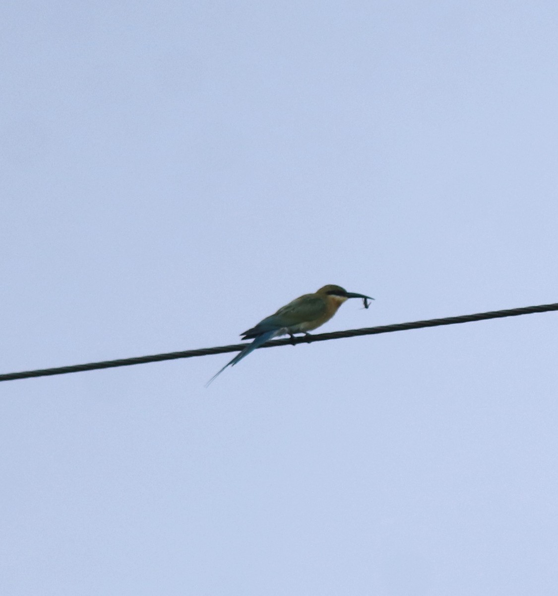 Blue-tailed Bee-eater - ML643173146