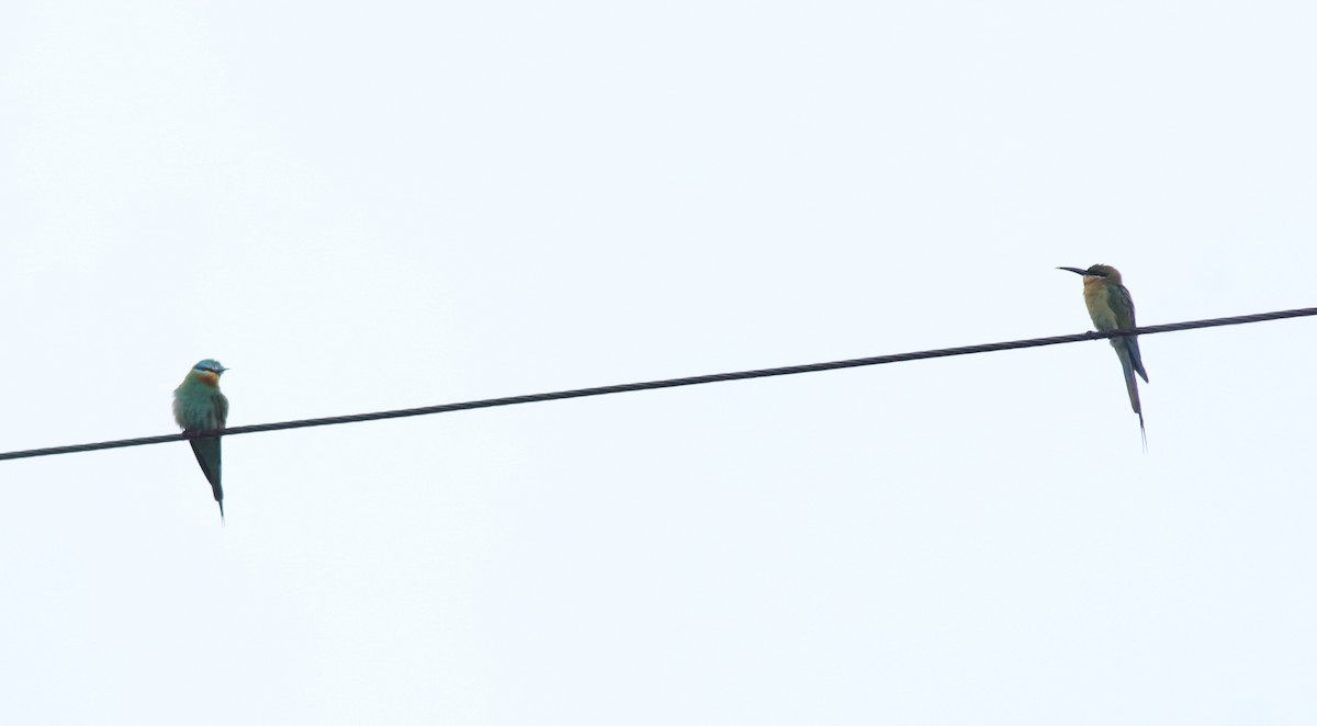Blue-tailed Bee-eater - ML643173147