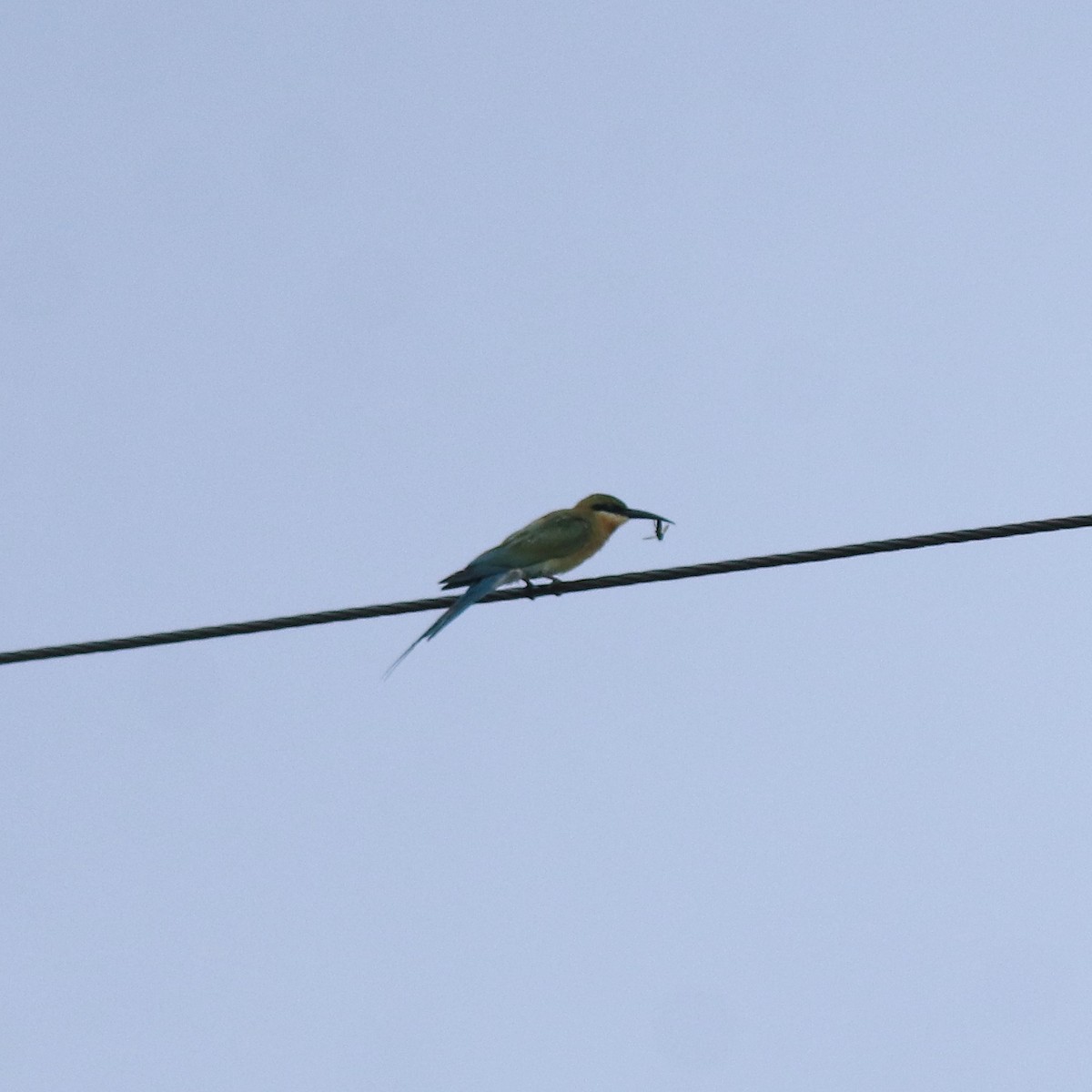 Blue-tailed Bee-eater - ML643173148