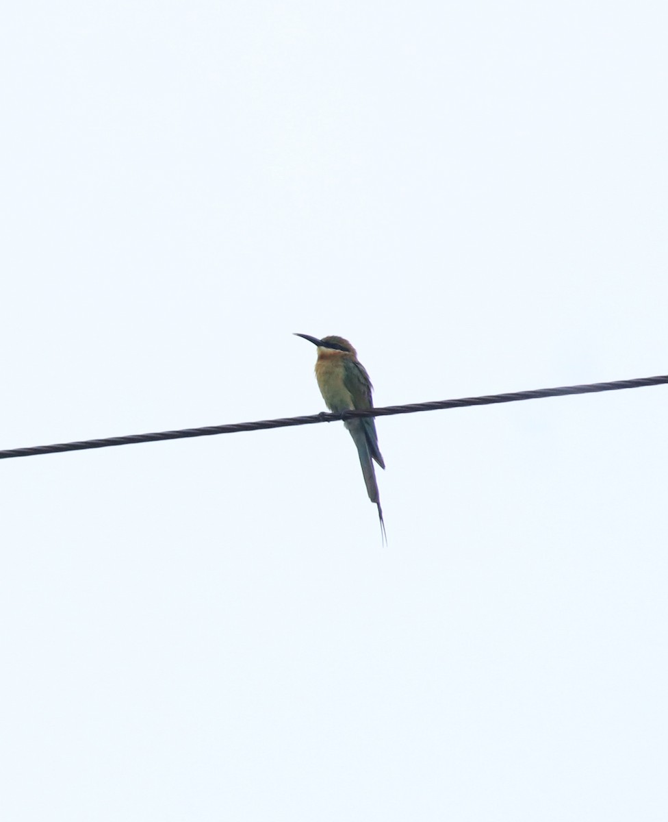 Blue-tailed Bee-eater - ML643173149