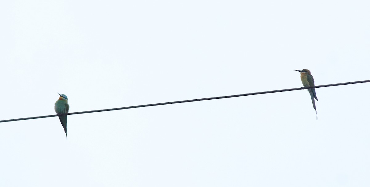 Blue-tailed Bee-eater - ML643173150