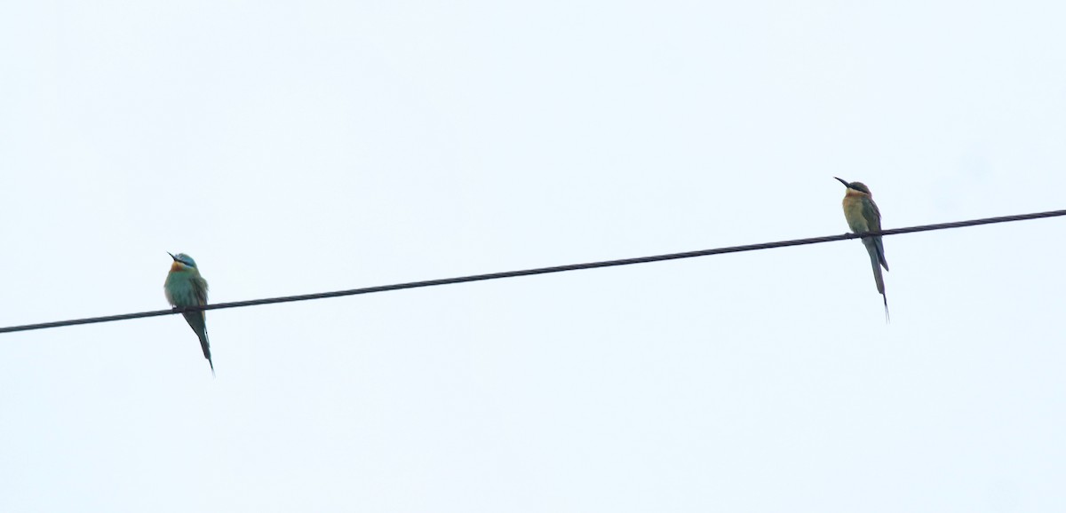 Blue-tailed Bee-eater - ML643173151