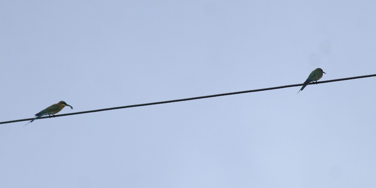 Blue-tailed Bee-eater - ML643173152