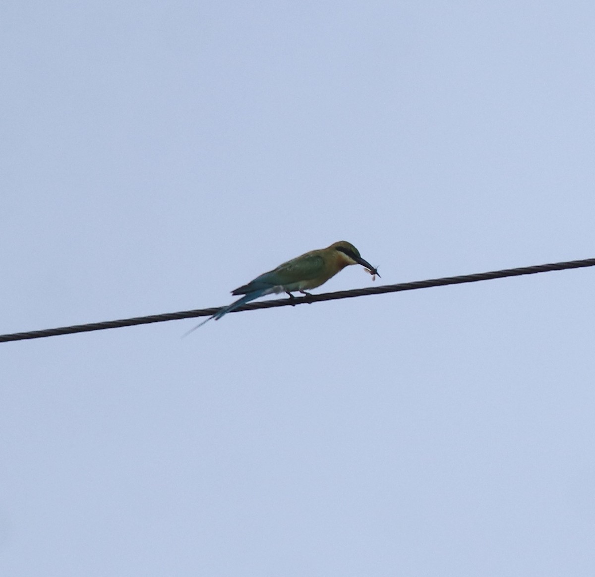 Blue-tailed Bee-eater - ML643173153
