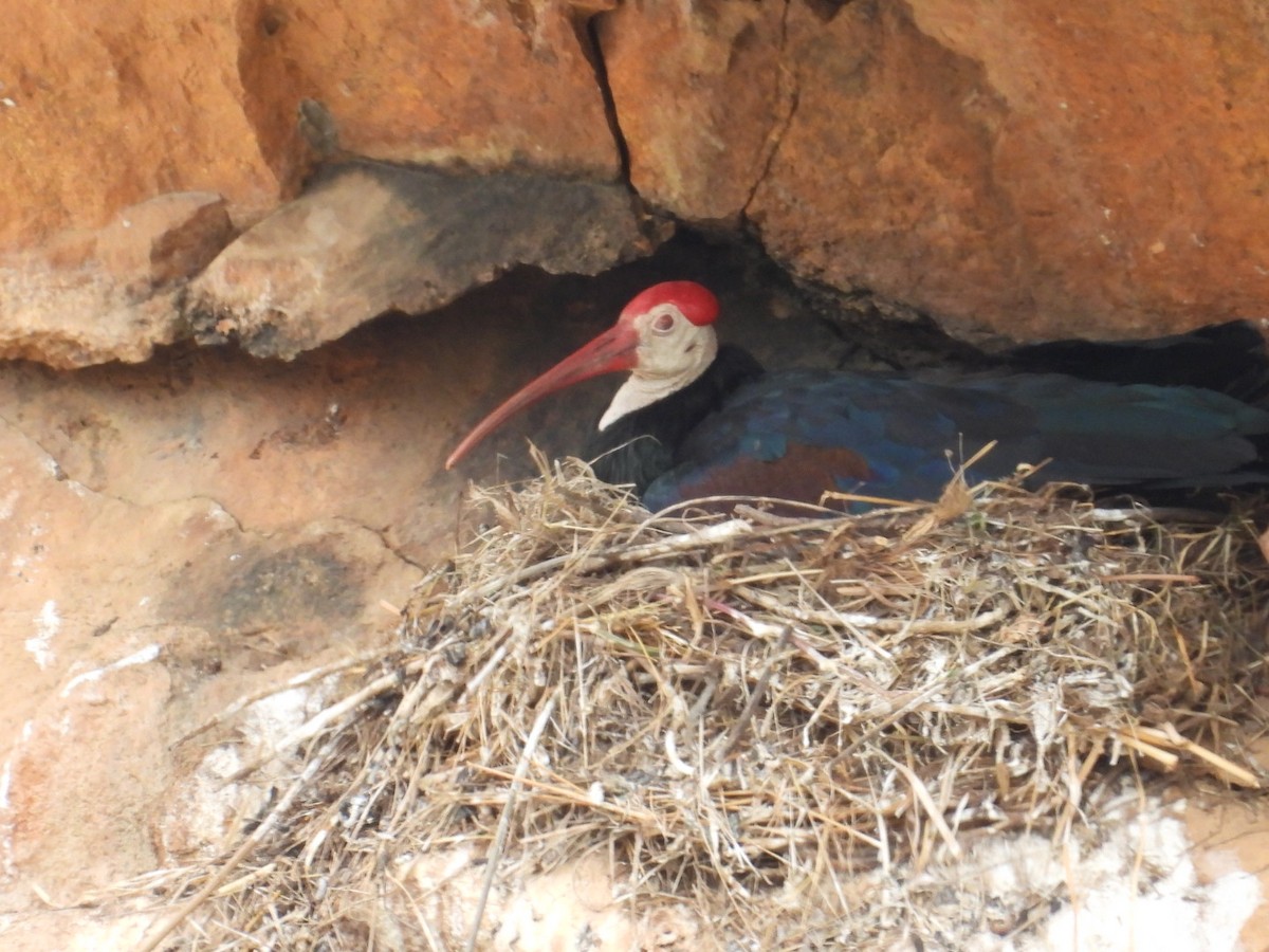 Southern Bald Ibis - ML643173157