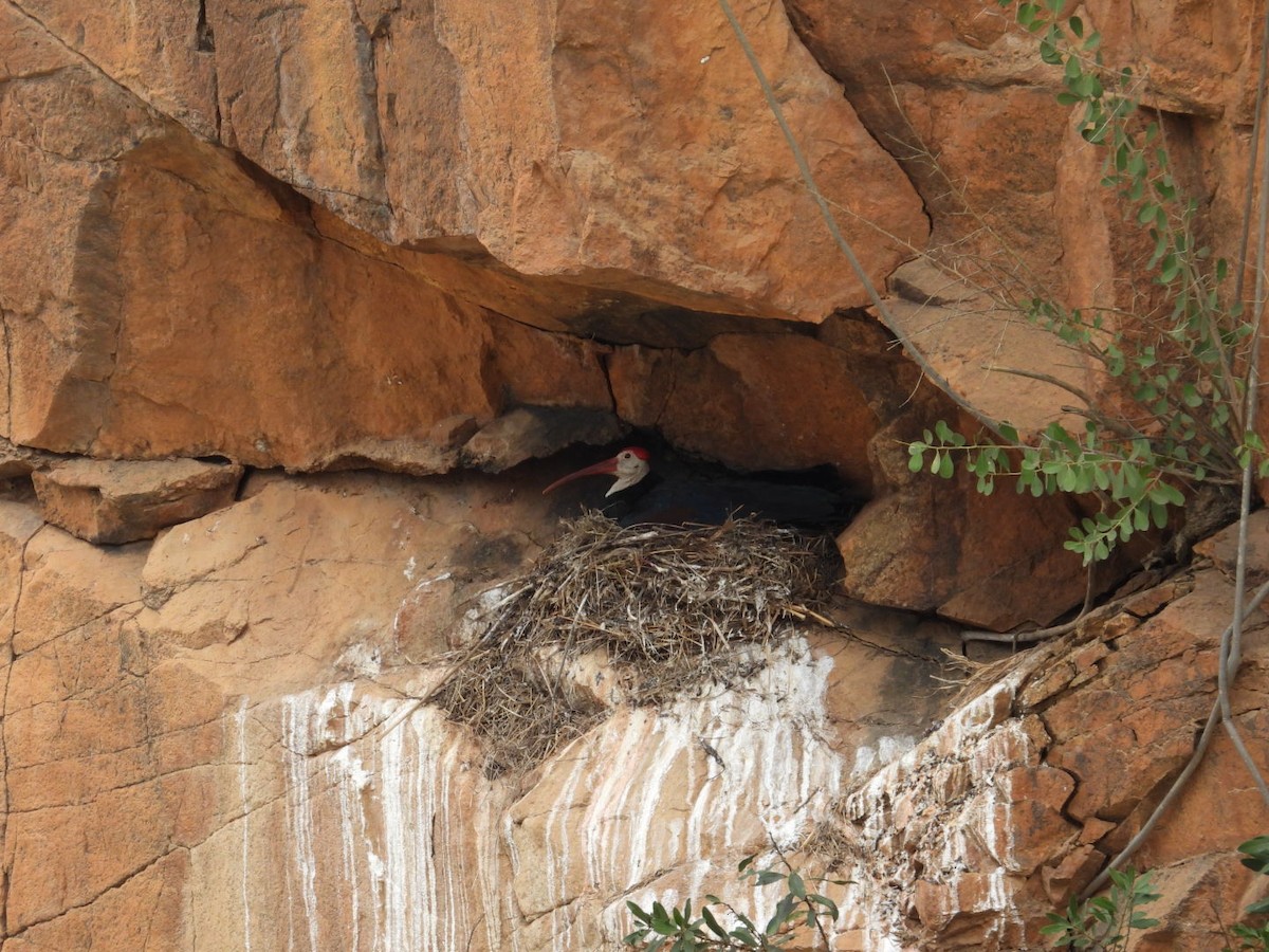 Southern Bald Ibis - ML643173158