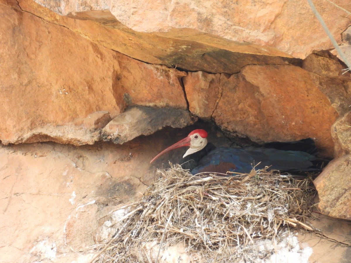 Southern Bald Ibis - ML643173159