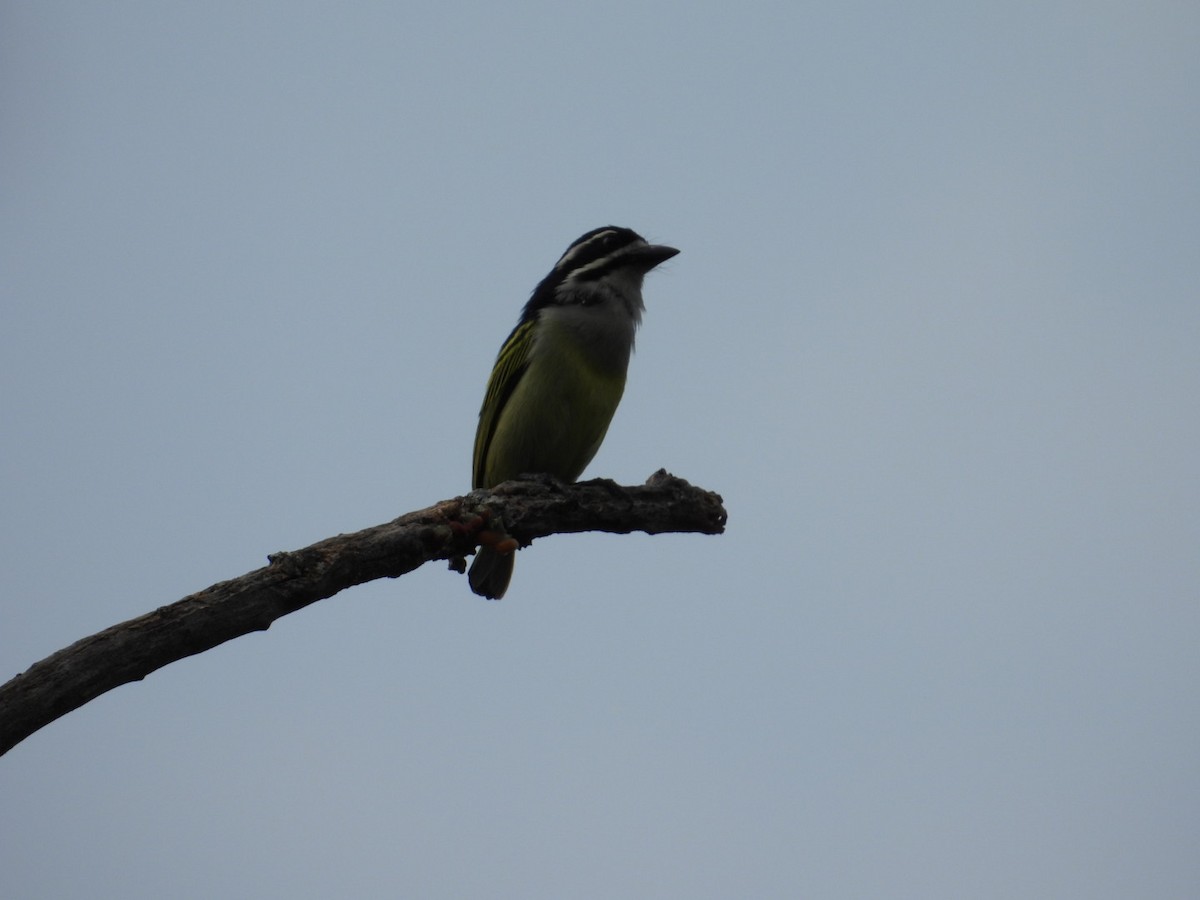 Yellow-rumped Tinkerbird - ML643173163