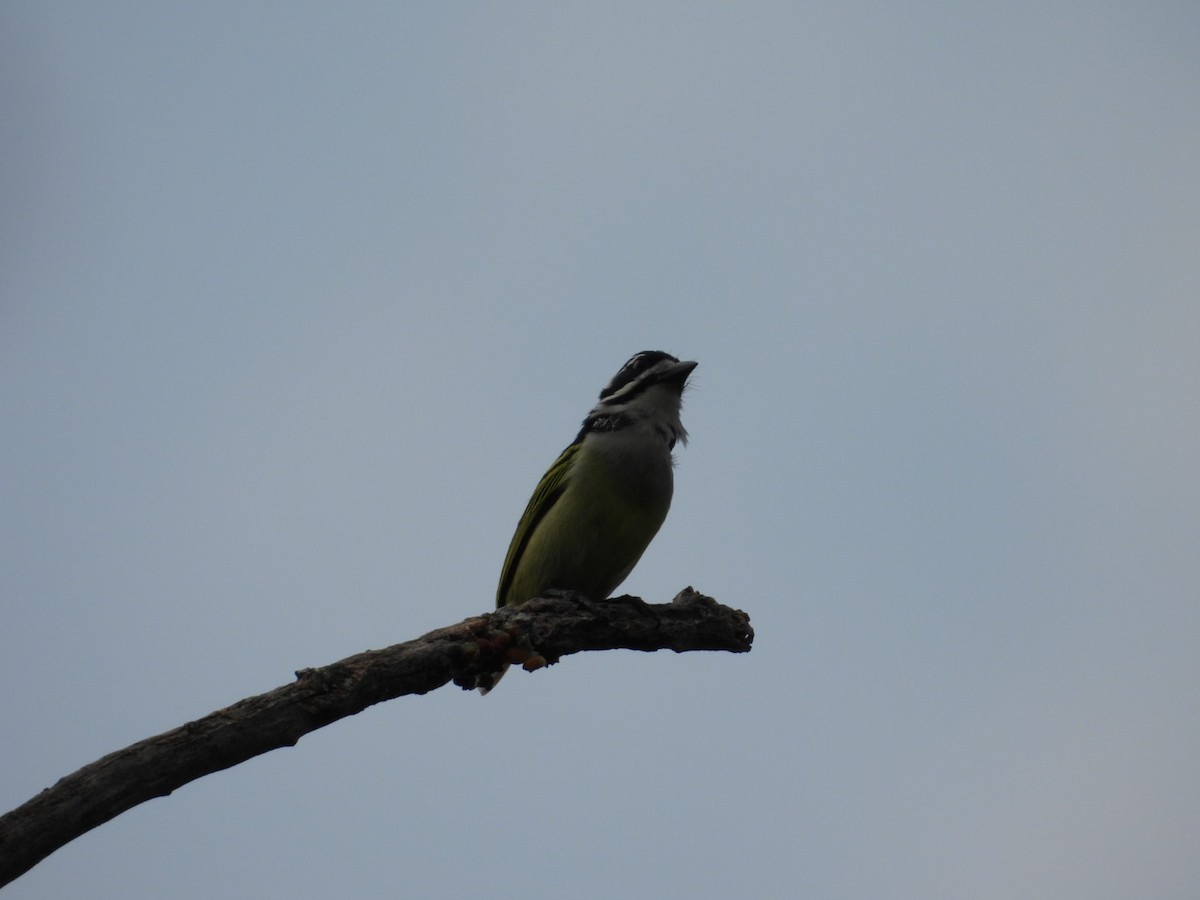Yellow-rumped Tinkerbird - ML643173164