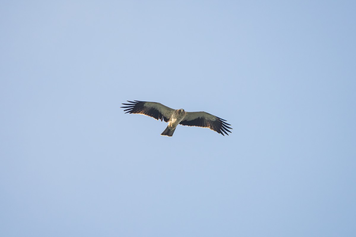 Booted Eagle - ML643173165