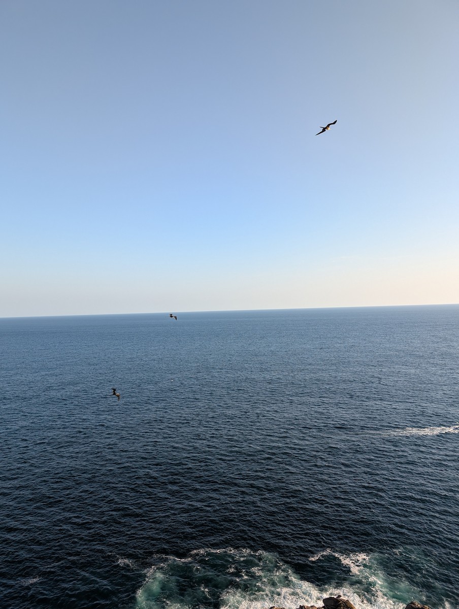 Magnificent Frigatebird - ML643173166