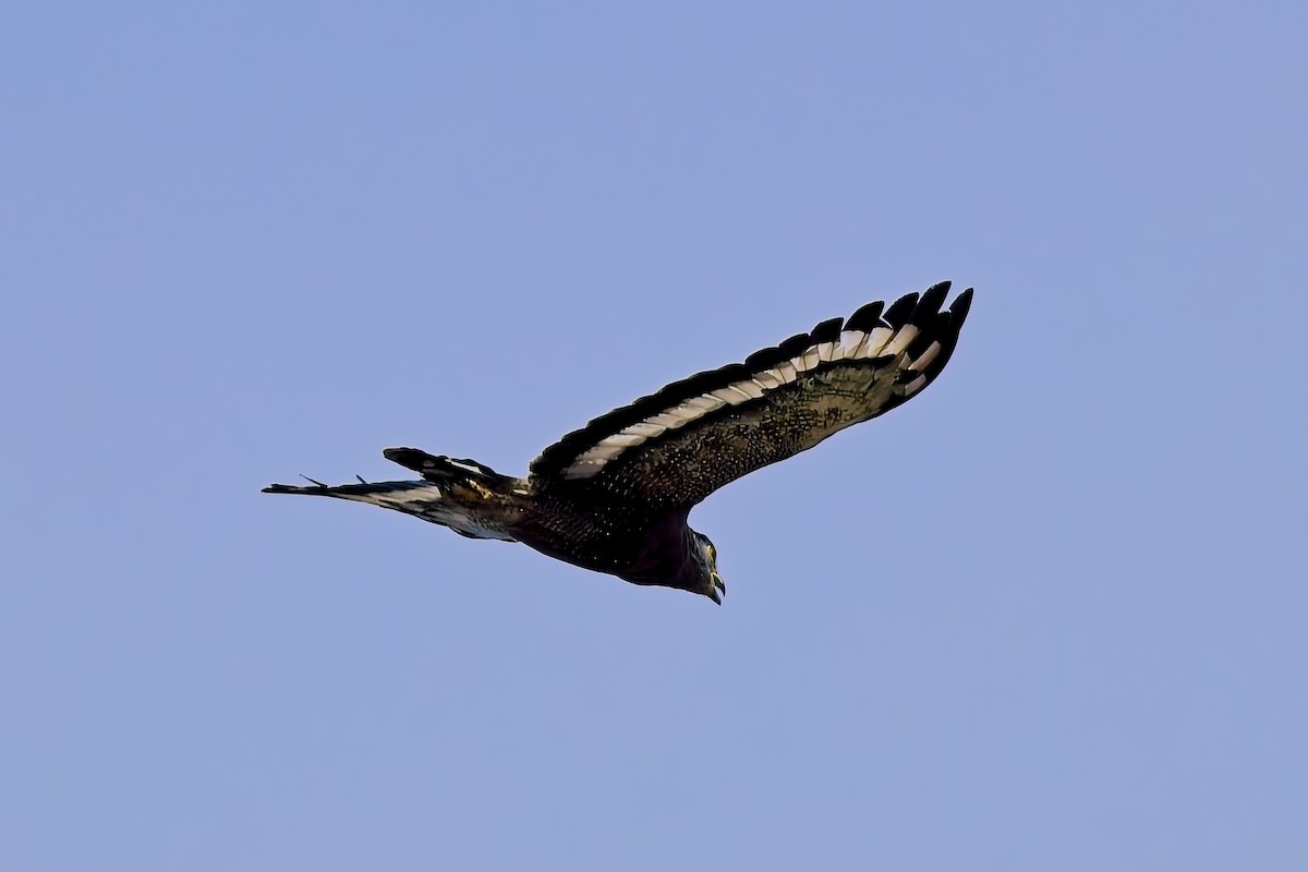 Змієїд чубатий - ML643173222
