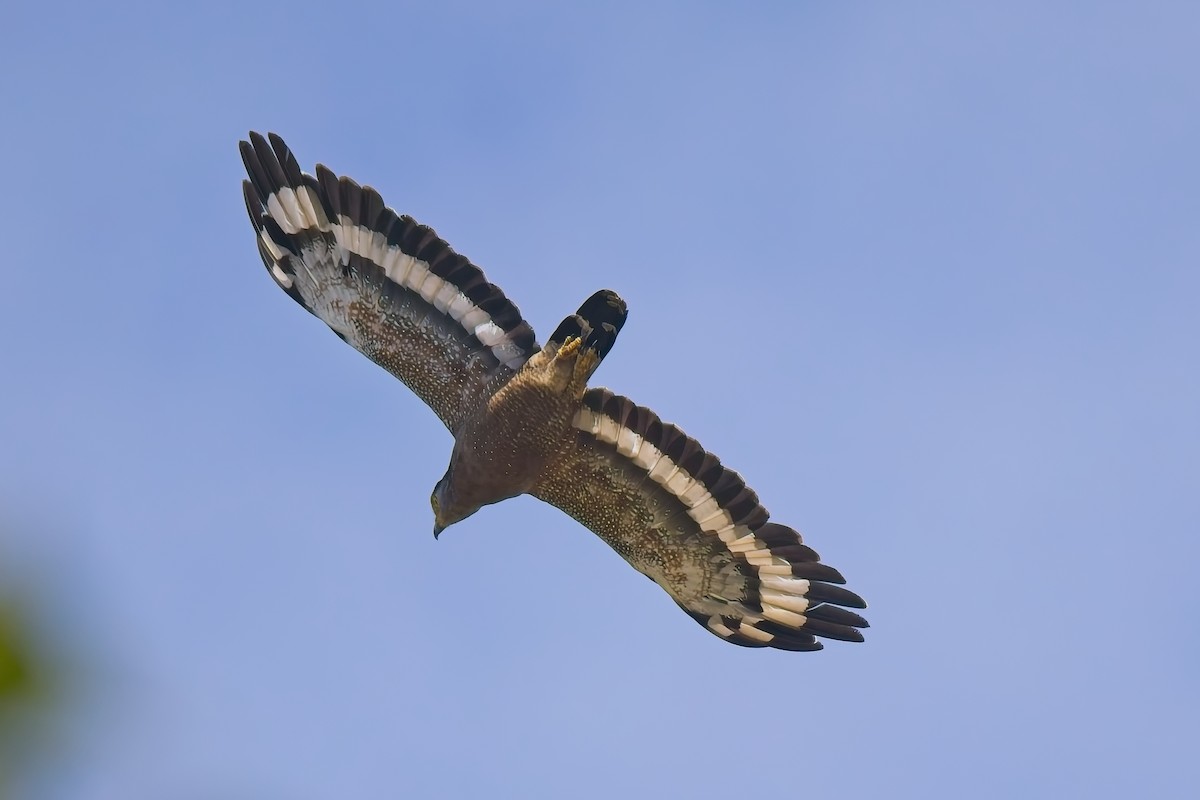 Змієїд чубатий - ML643173223
