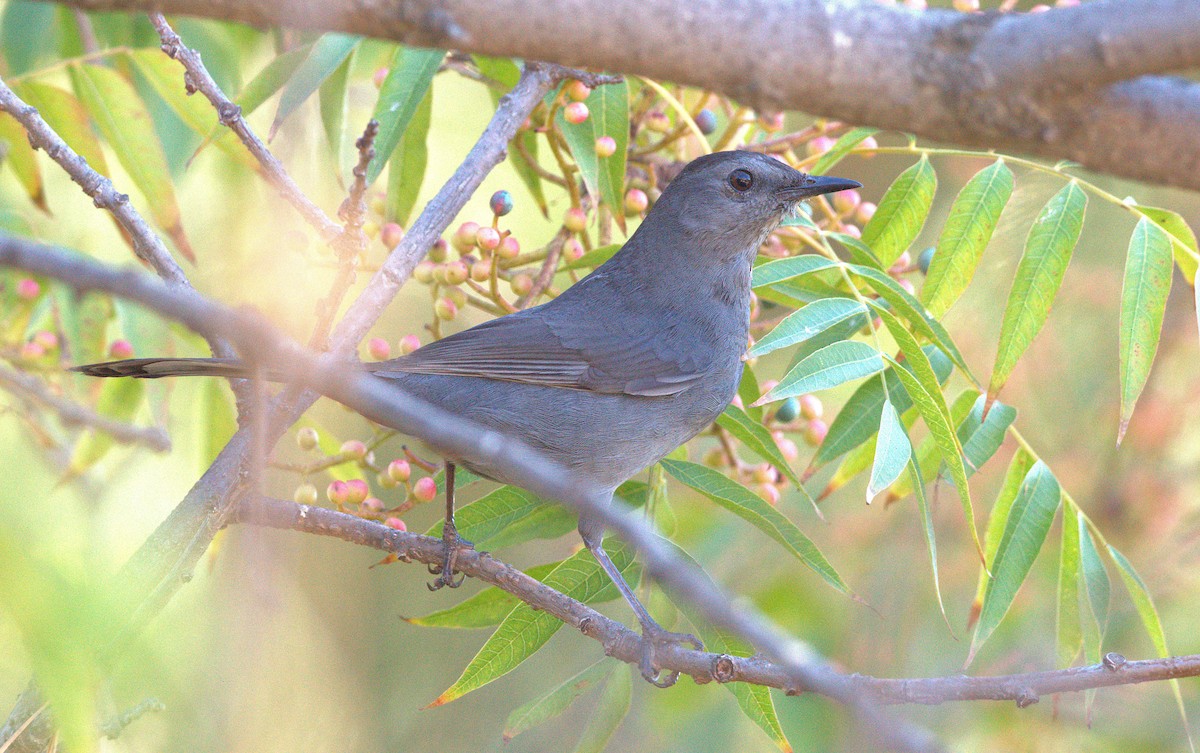Gray Catbird - ML643173226