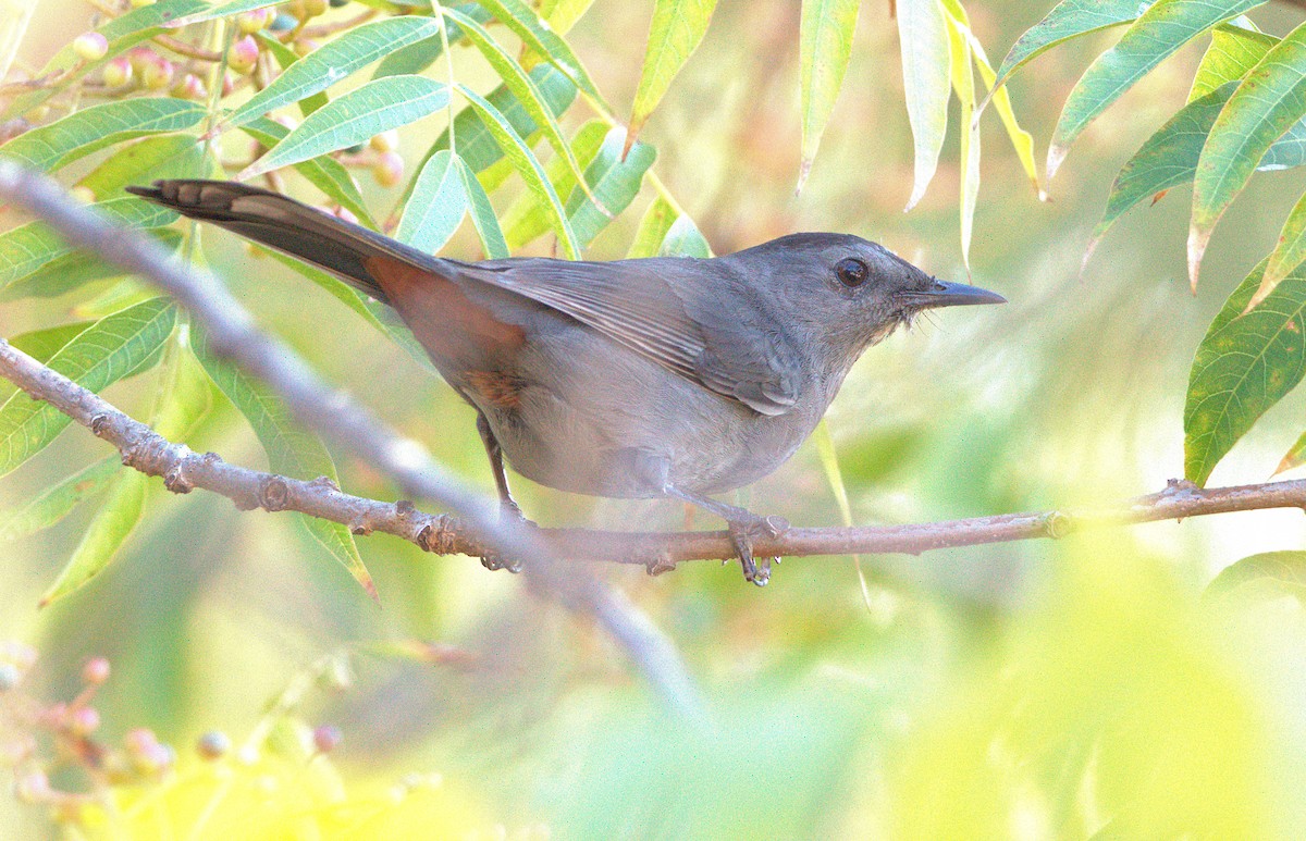 Gray Catbird - ML643173228