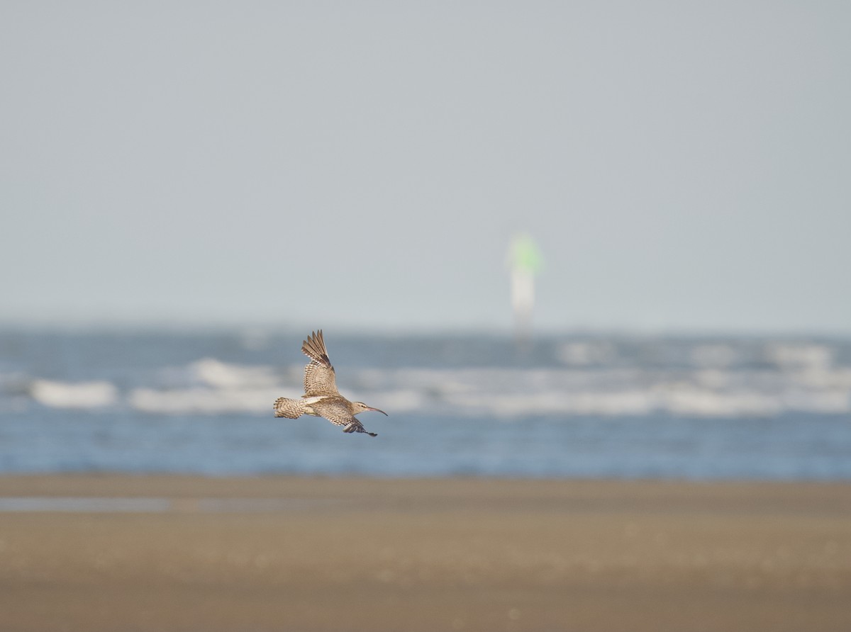 Regenbrachvogel - ML643173259