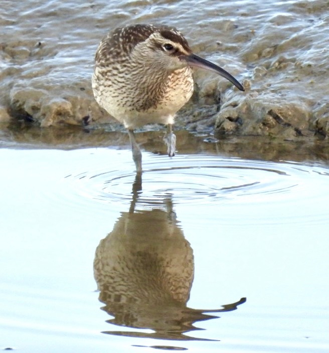 Regenbrachvogel (phaeopus) - ML643173260