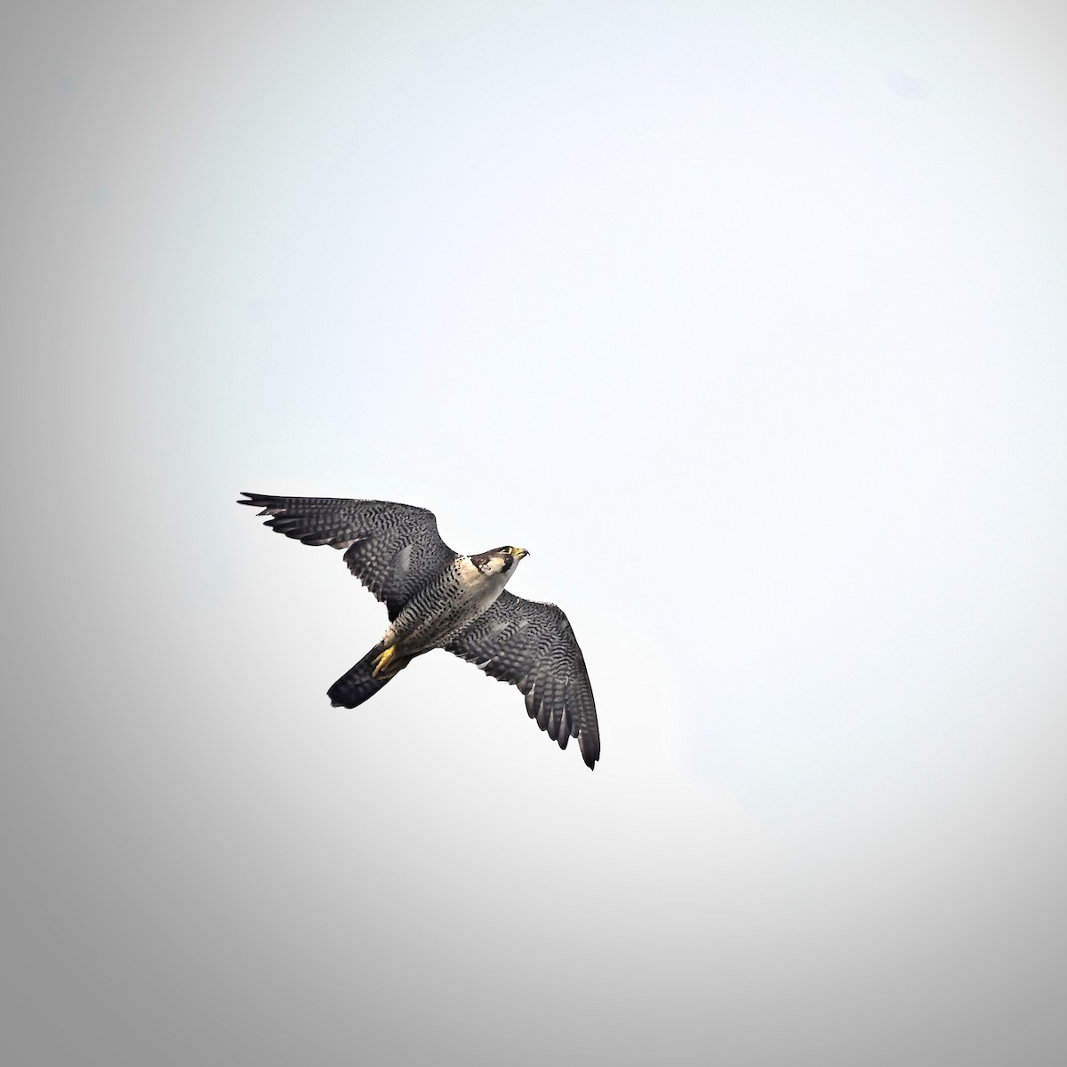 Wanderfalke - ML643173263