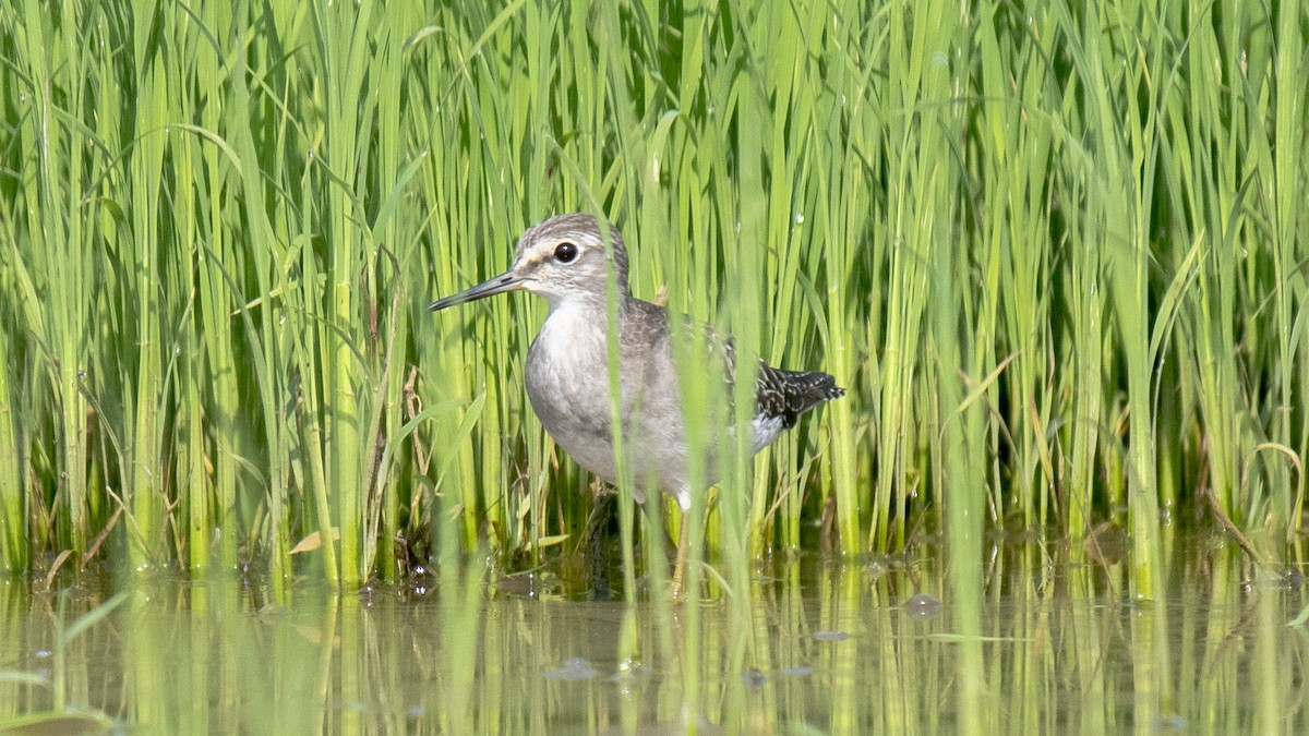 Bruchwasserläufer - ML643173267