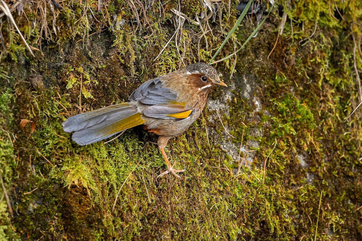 Weißbarthäherling - ML643173270