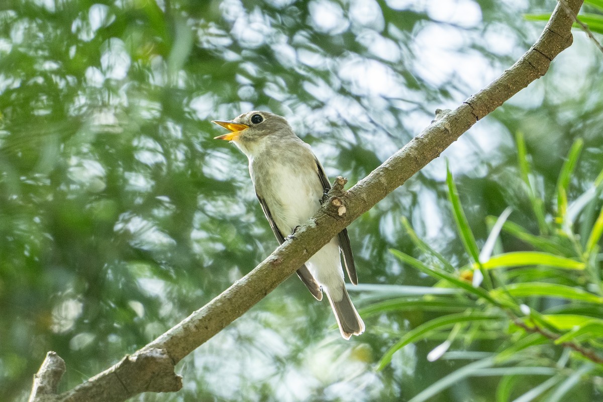 Asian Brown Flycatcher - ML643173286