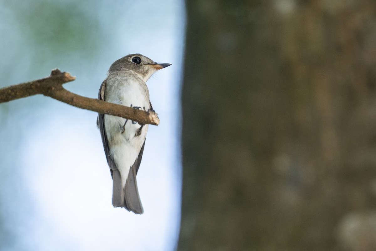 Asian Brown Flycatcher - ML643173308