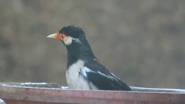 Indian Pied Starling - ML643173309