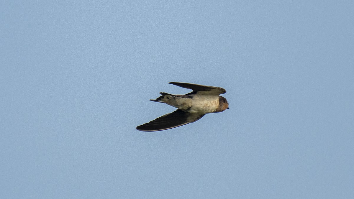 Hirondelle rustique - ML643173317