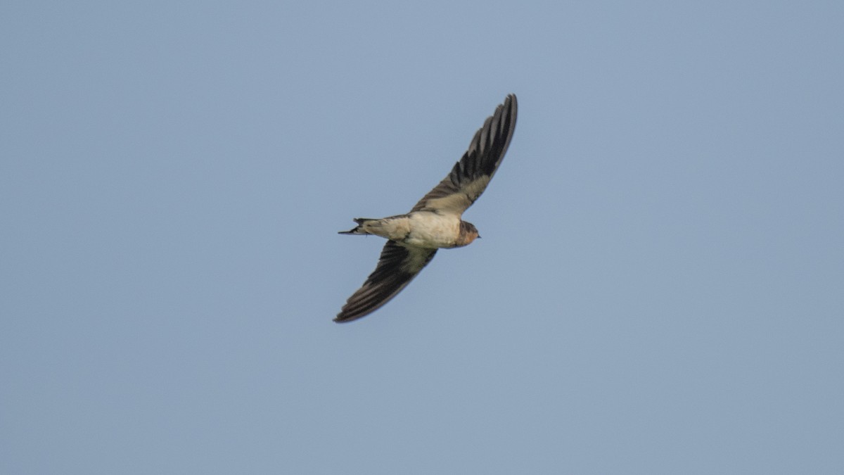 Hirondelle rustique - ML643173318