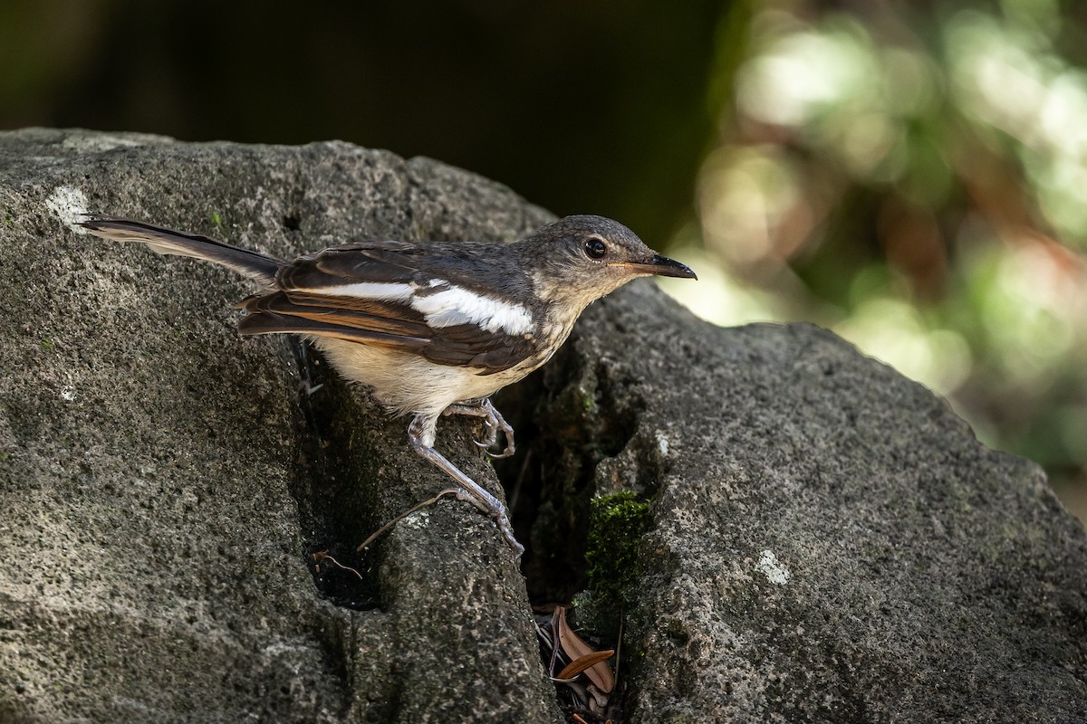 Oriental Magpie-Robin - ML643173319