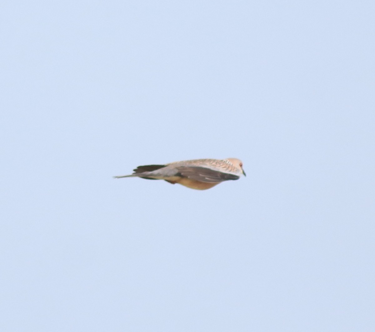 Spotted Dove - ML643173320
