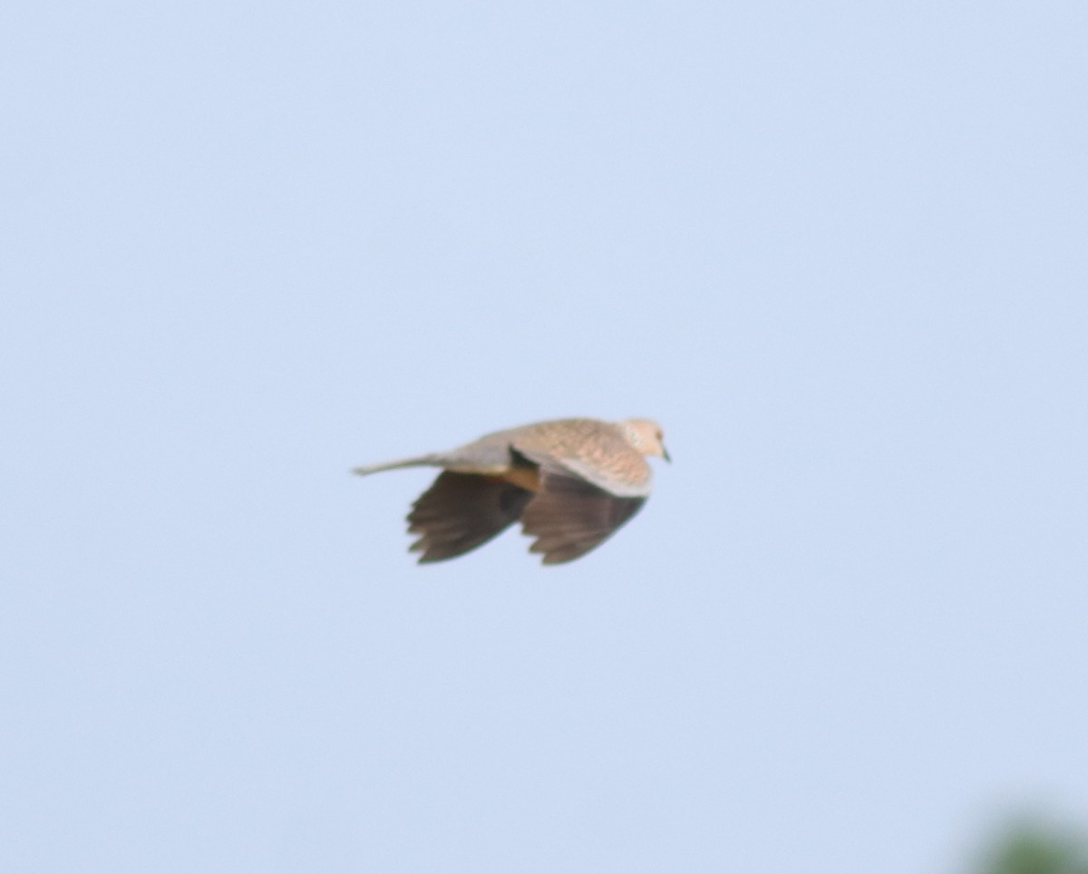 Spotted Dove - ML643173321