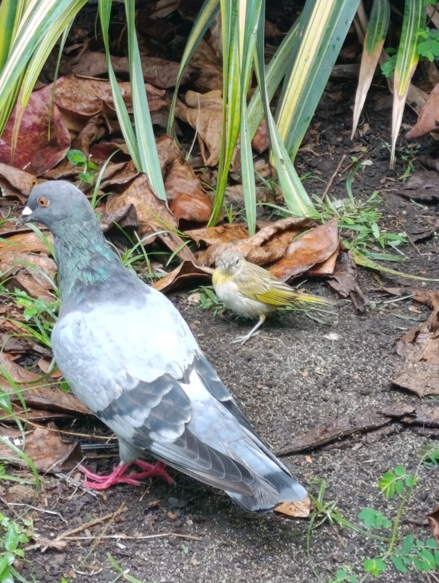 カワラバト（ドバト、家畜型） - ML643173342