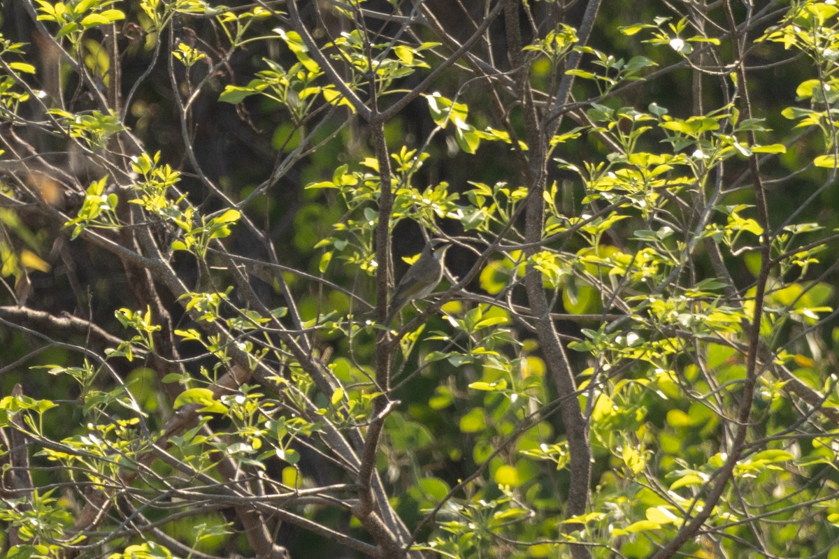 ウタイミツスイ - ML643173345