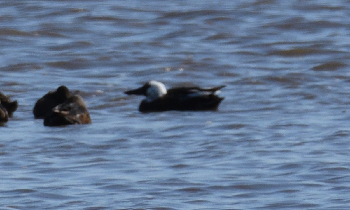 Australasian Shoveler - ML643173369