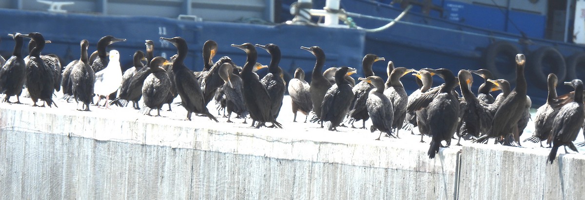 Ubarroi belarriduna - ML643173370