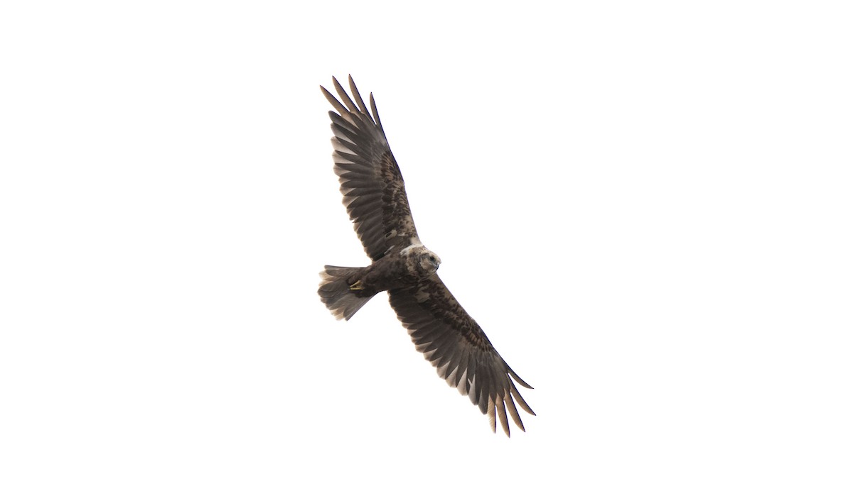 Western Marsh Harrier - ML643173371