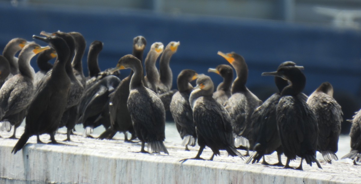 Ubarroi belarriduna - ML643173374