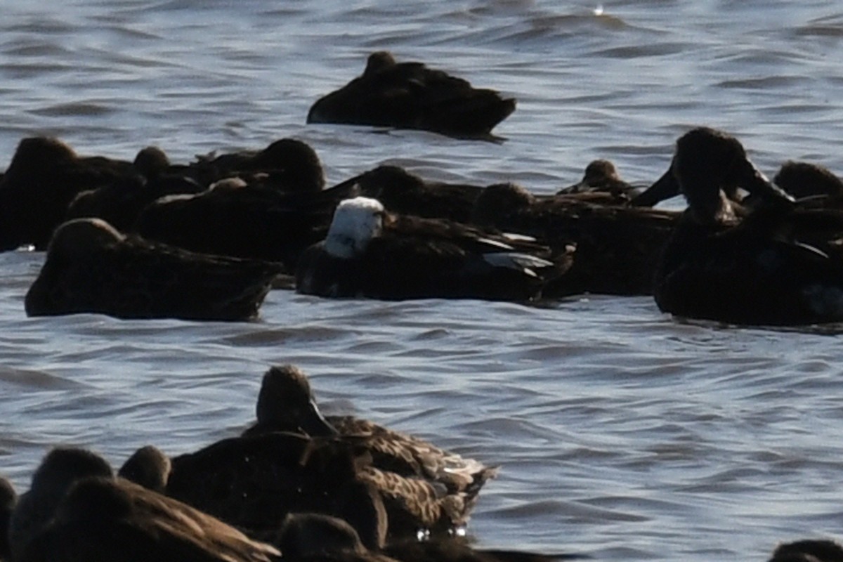 Australasian Shoveler - ML643173375