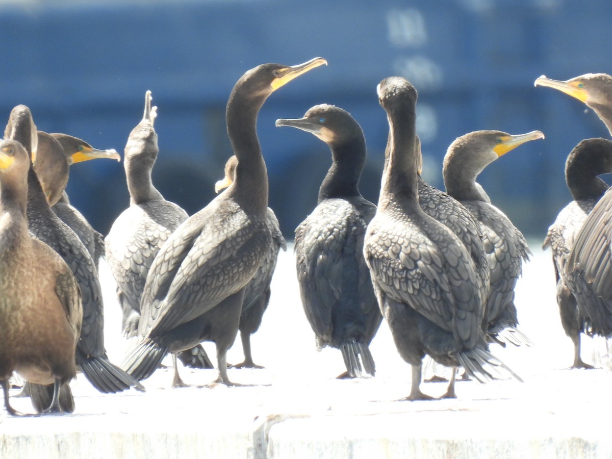 Ubarroi belarriduna - ML643173378