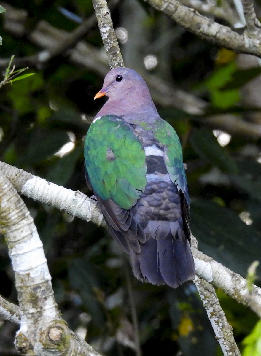Pacific Emerald Dove - ML643173383