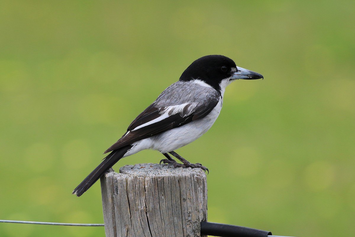 Gray Butcherbird - ML643173385